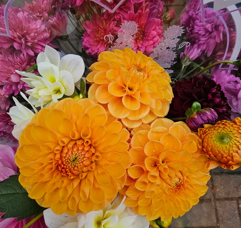 Foto de ejemplo: dalias de pompón naranjas y dalias rosas y blancas, muy de cerca